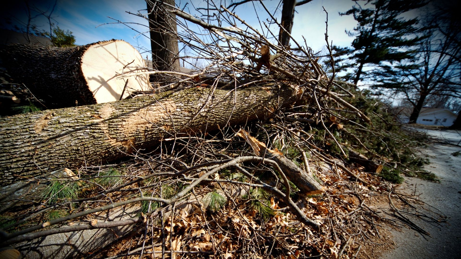 storm debris